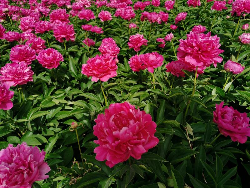 大富贵芍药、山东芍药花大色艳成花率高，盆栽一件代发