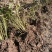 大富贵芍药、山东芍药花大色艳成花率高,盆栽一件代发