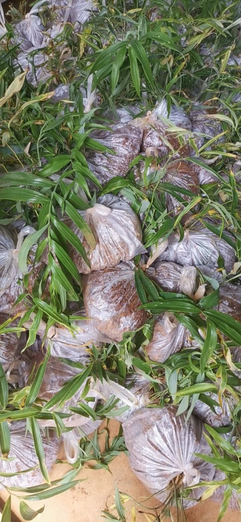 多花黄精不倒苗