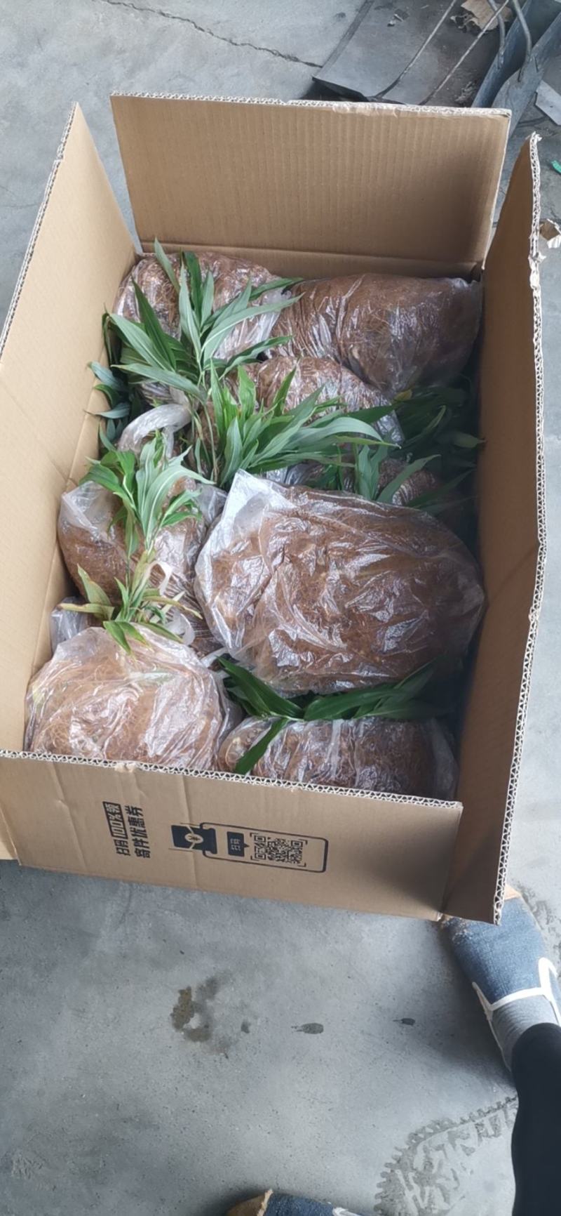 多花黄精不倒苗