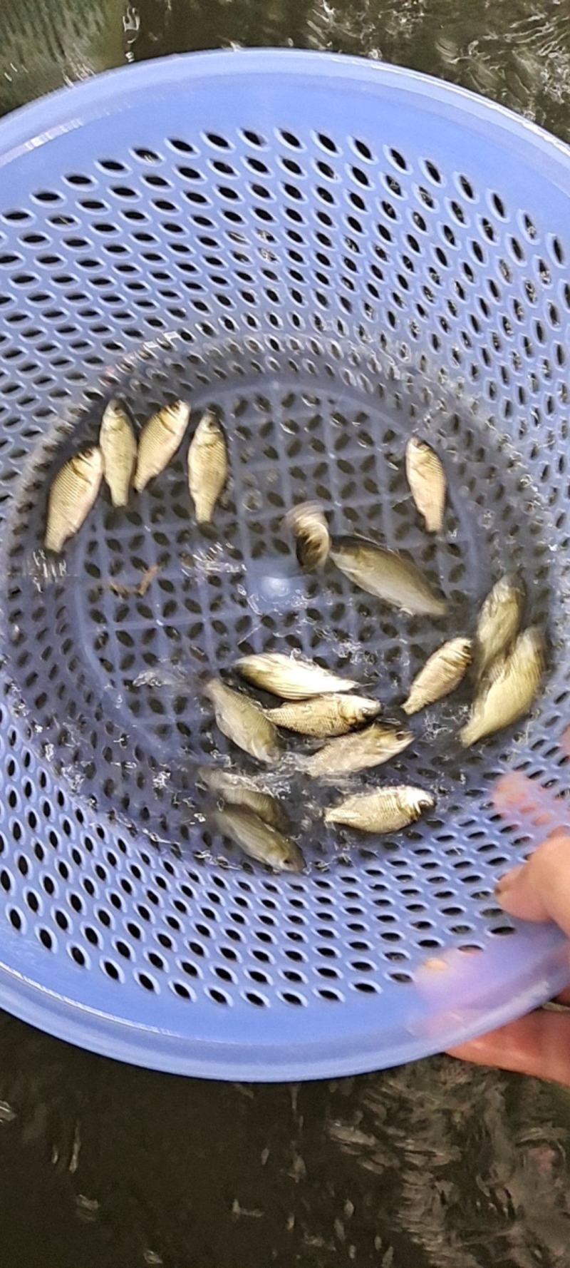 鲫鱼