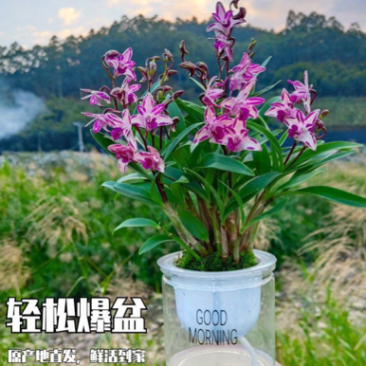 澳洲香水石斛兰，批发，一件代发！