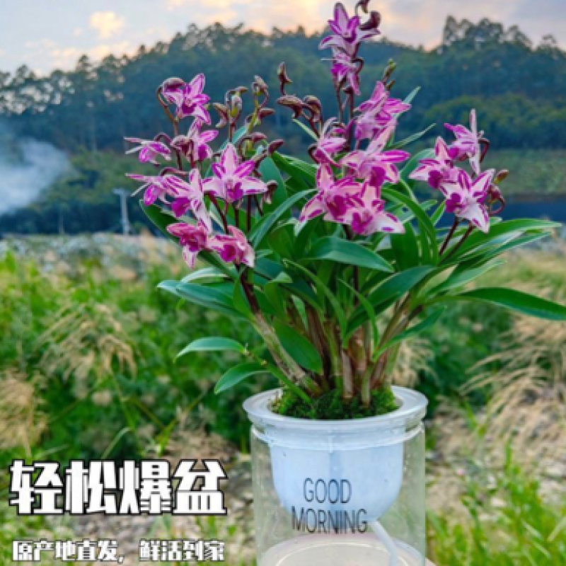 澳洲香水石斛兰，批发，一件代发！