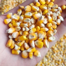 湖北玉米产地直供保质保量烘干自然干大量供应水分14