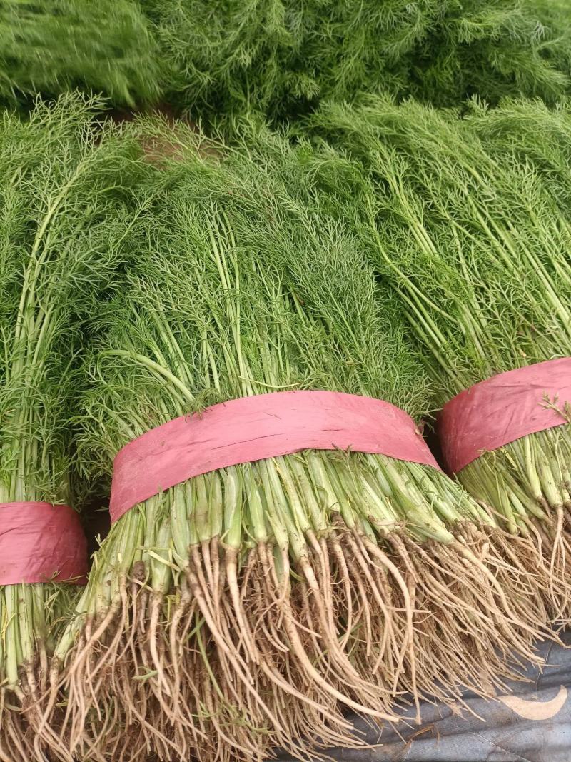 本地精品茴香，茴香苗25～30扁杆保质保量，产品发货量大