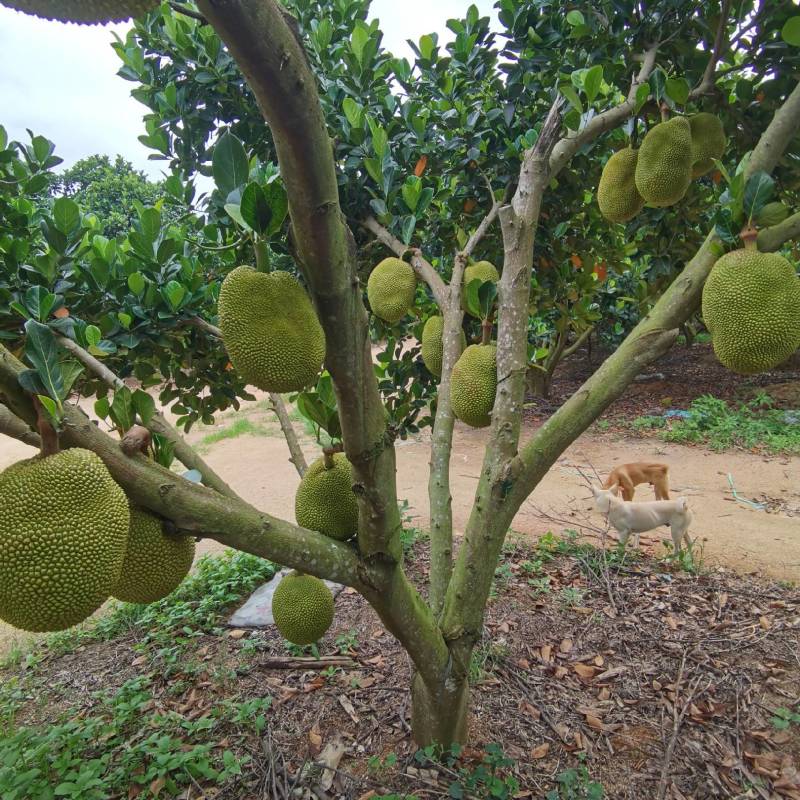 小珍珠无胶菠萝蜜，产地直供；一手货源，6-15斤每个，