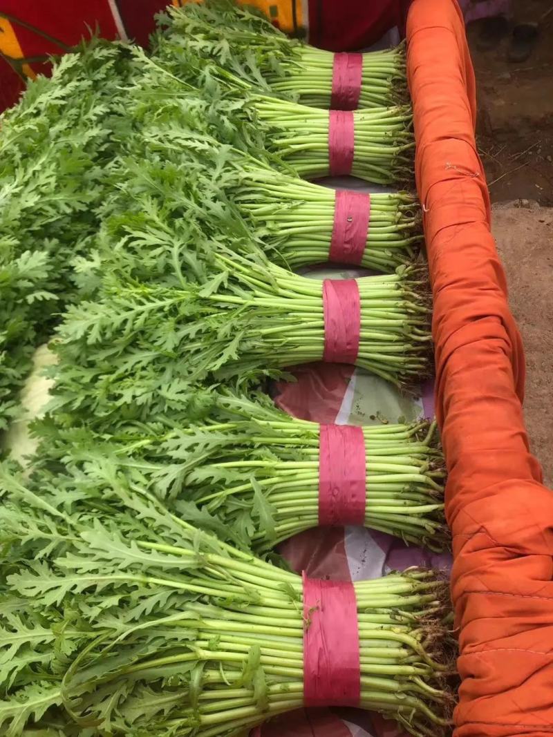 【精品】河北茼蒿大量有货，供应全国各地客商产地直发品质好