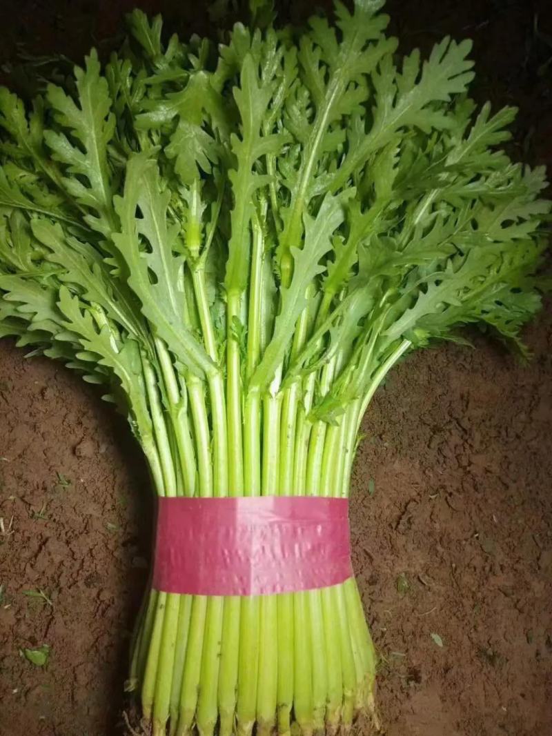 【精品】河北茼蒿大量有货，供应全国各地客商产地直发品质好