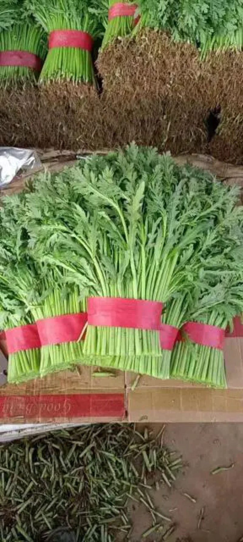 【精品】河北茼蒿大量有货，供应全国各地客商产地直发品质好