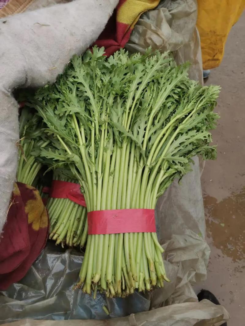 【精品】河北茼蒿大量有货，供应全国各地客商产地直发品质好