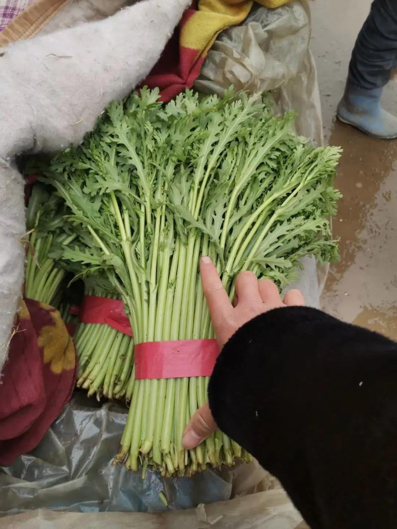 【精品】河北茼蒿大量有货，供应全国各地客商产地直发品质好