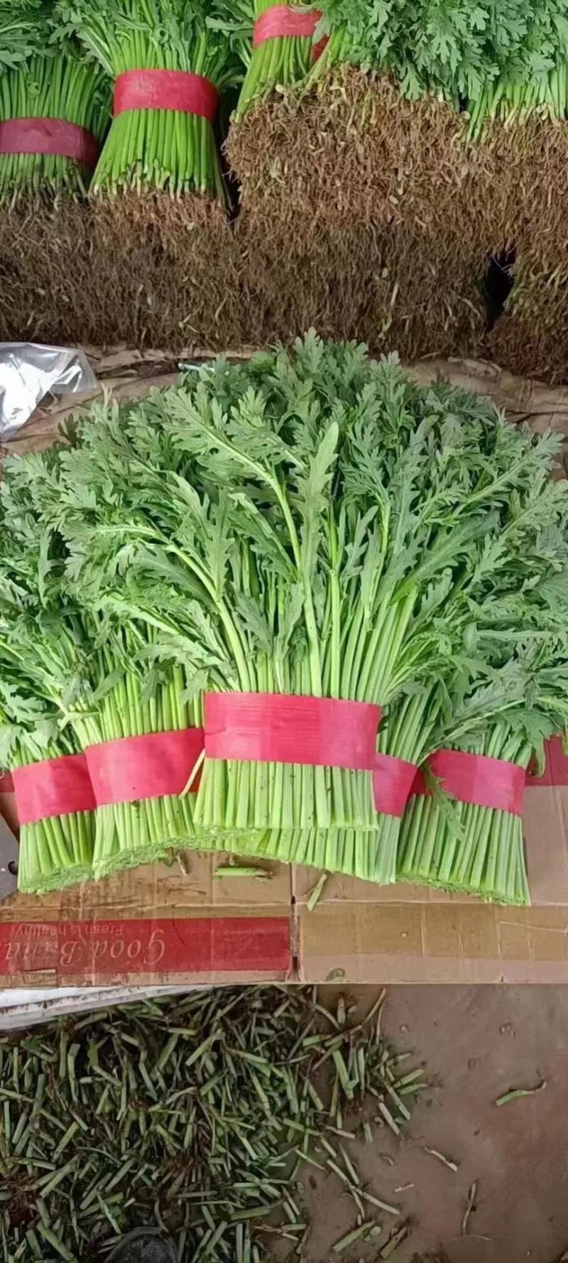 【精品】河北茼蒿大量有货，供应全国各地客商产地直发品质好
