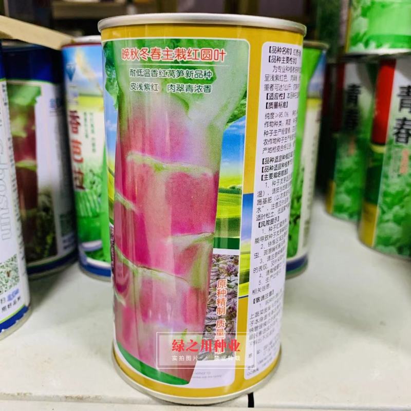 红秀天香晚秋冬主栽红圆叶莴笋种子绿肉香莴笋莴苣种子耐寒