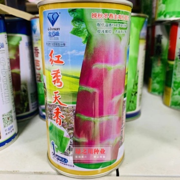 红秀天香晚秋冬主栽红圆叶莴笋种子绿肉香莴笋莴苣种子耐寒