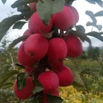 鸡心果预定中