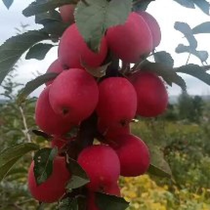 鸡心果预定中