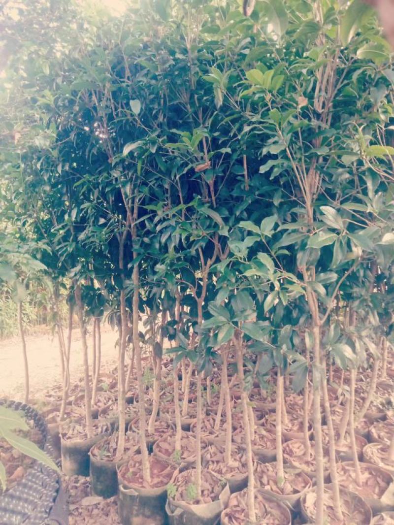 桂花树3-5分1-3分