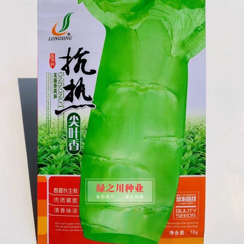 抗热尖叶香莴笋种子耐热莴苣种籽春夏秋主栽香莴笋种子