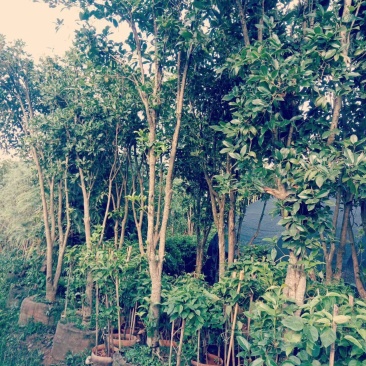桂花树3-5分1-3分