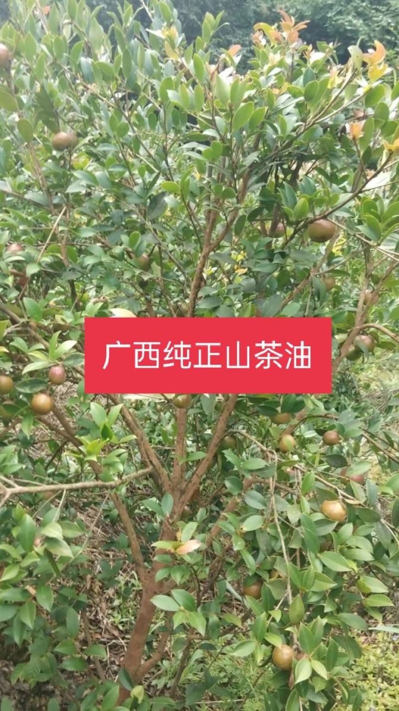 纯正山茶，一假赔十，损坏包赔，