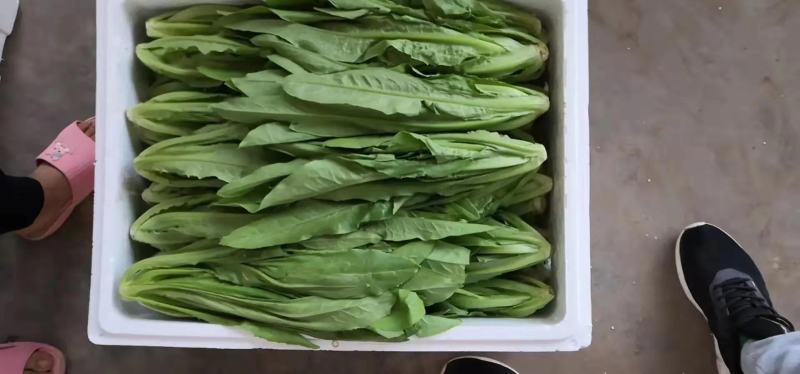 【一手货源】永年区精品油麦菜现摘现发常年有货代发全国现货