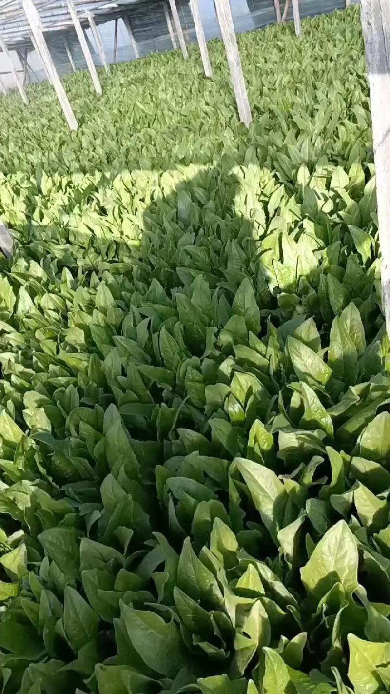 【一手货源】永年区精品油麦菜现摘现发常年有货代发全国现货