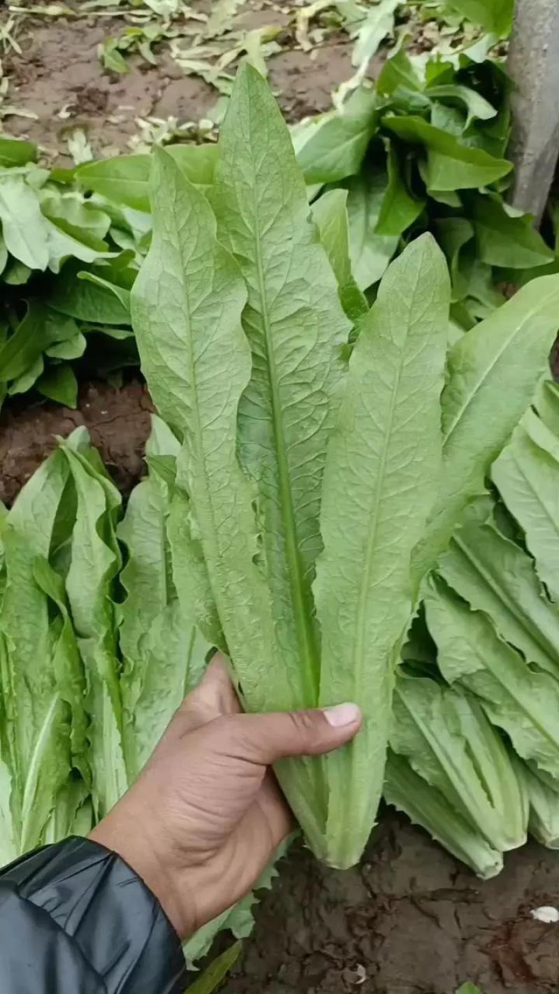 【一手货源】永年区精品油麦菜现摘现发常年有货代发全国现货