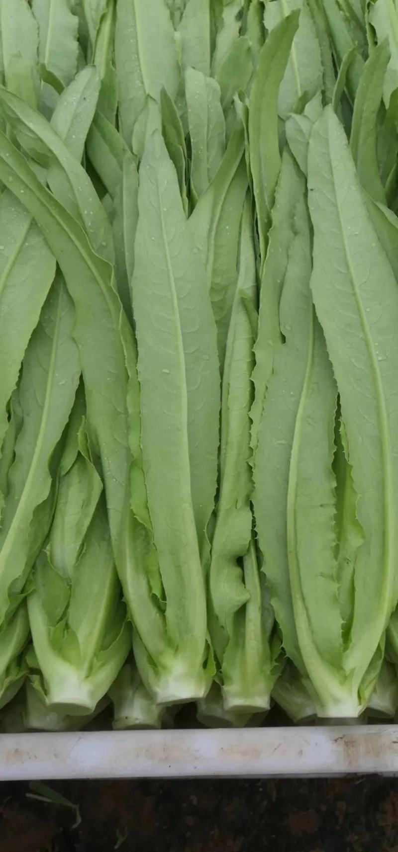 【一手货源】永年区精品油麦菜现摘现发常年有货代发全国现货