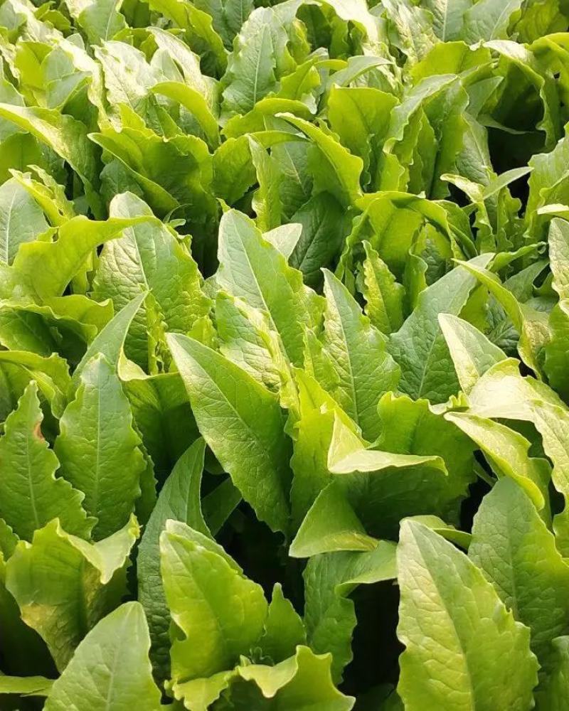 【一手货源】永年区精品油麦菜现摘现发常年有货代发全国现货