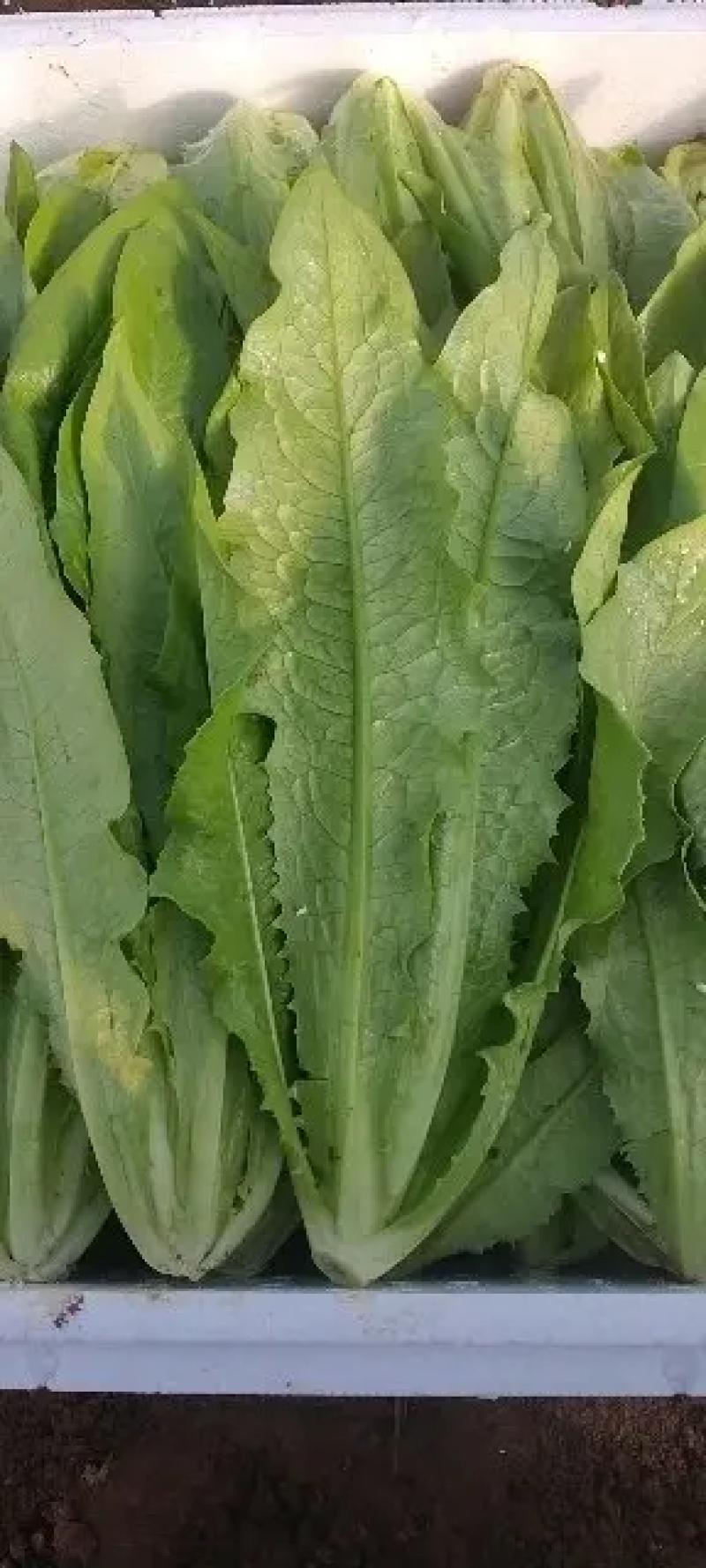 【一手货源】永年区精品油麦菜现摘现发常年有货代发全国现货