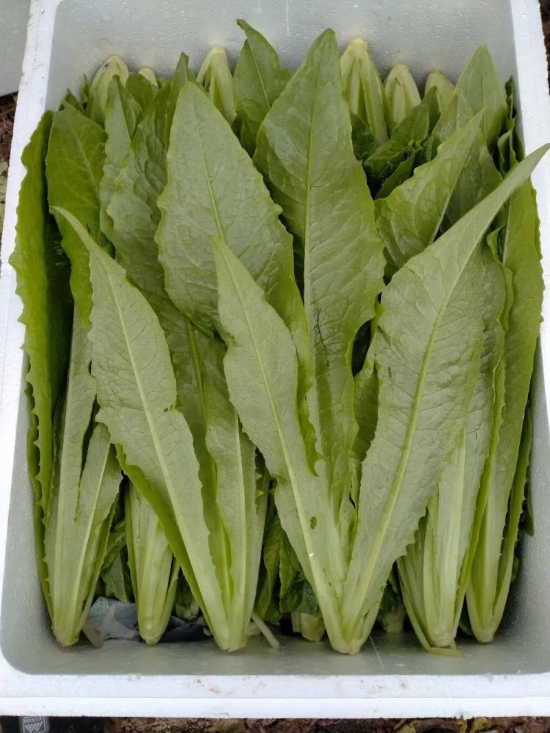 【一手货源】永年区精品油麦菜现摘现发常年有货代发全国现货