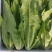 【一手货源】永年区精品油麦菜现摘现发常年有货代发全国现货