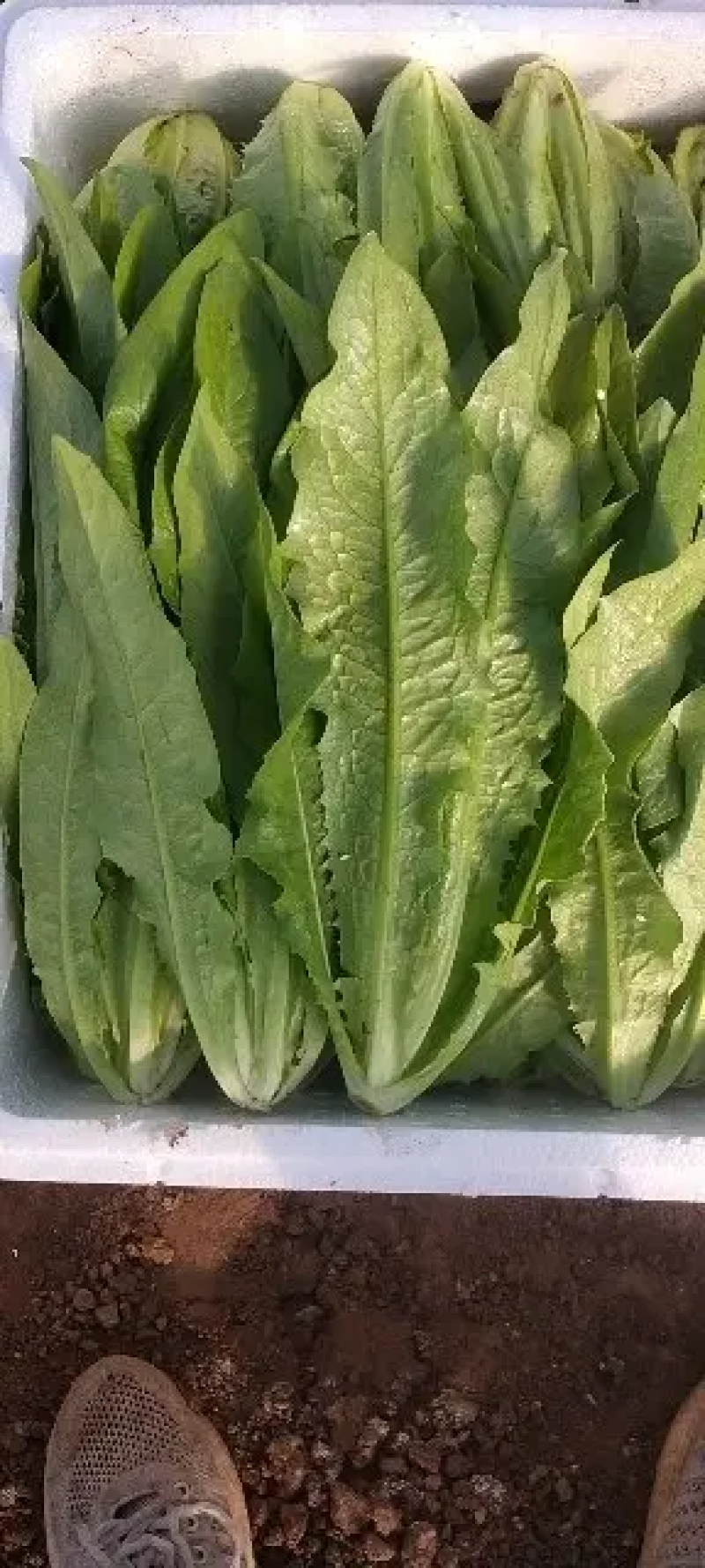 【一手货源】永年区精品油麦菜现摘现发常年有货代发全国现货