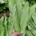 【一手货源】永年区精品油麦菜现摘现发常年有货代发全国现货