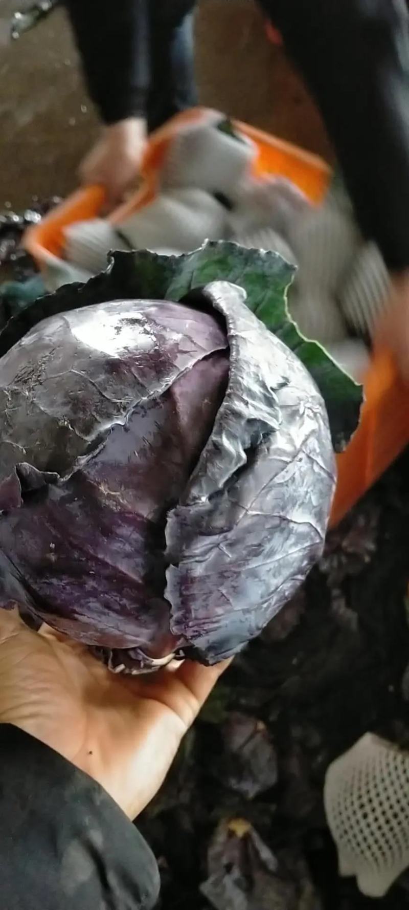 河北紫甘蓝大量上市，23斤品质保证个头大现摘现发一手货源