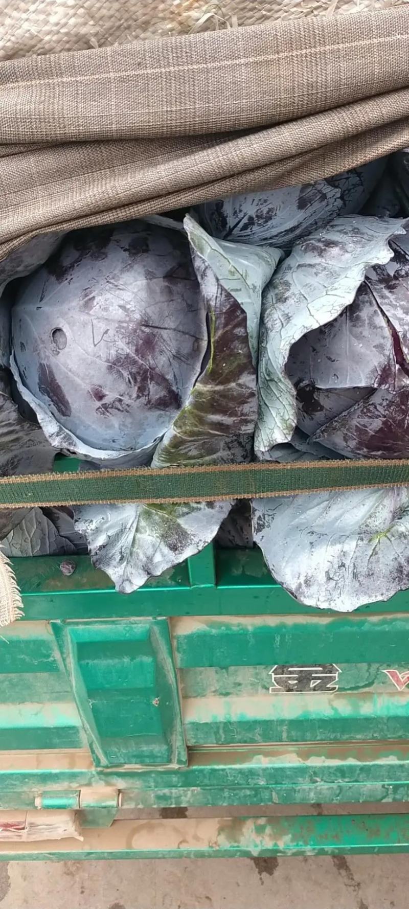 河北紫甘蓝大量上市，23斤品质保证个头大现摘现发一手货源