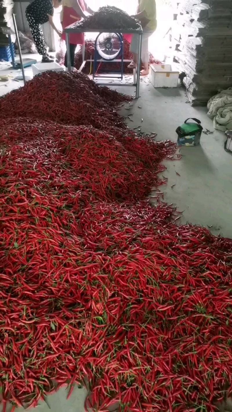 精品大棚艳红，大量上市，质量保证。