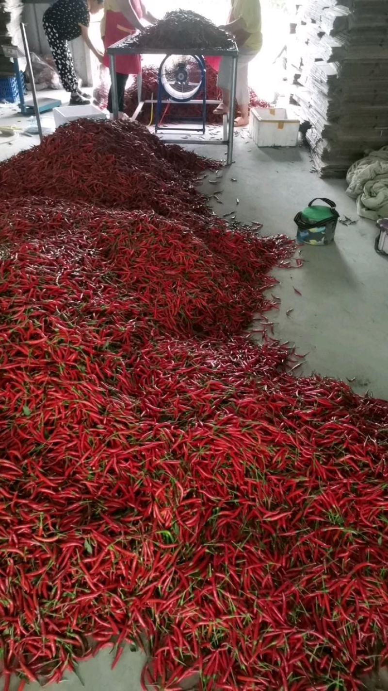精品大棚艳红，大量上市，质量保证。