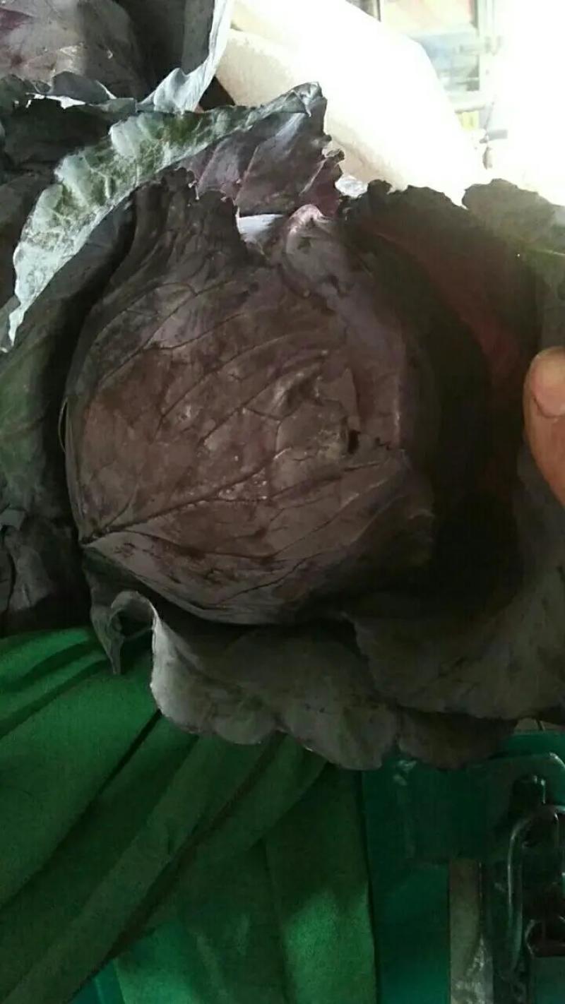 河北紫甘蓝大量上市，23斤品质保证个头大现摘现发一手货源