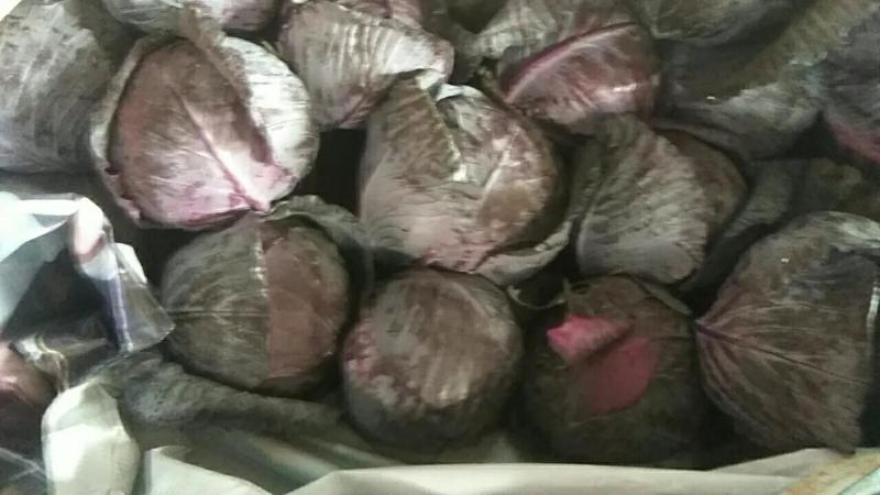 河北紫甘蓝大量上市，23斤品质保证个头大现摘现发一手货源