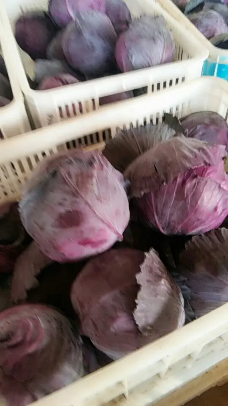 河北紫甘蓝大量上市，23斤品质保证个头大现摘现发一手货源