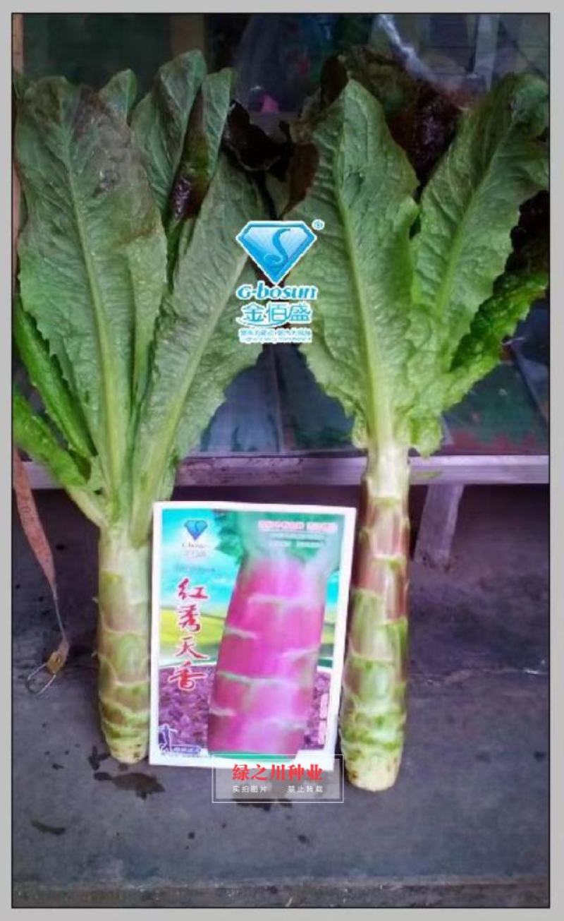 红秀天香晚秋冬主栽红圆叶莴笋种子绿肉香莴笋莴苣种子耐寒