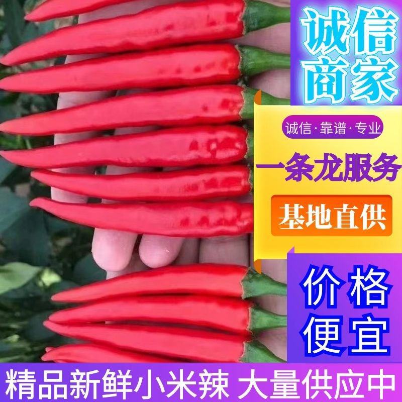 艳红小米椒…产地直供，质量保证，诚信代办，代发全国市场