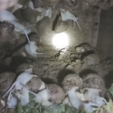 白玉蜗牛