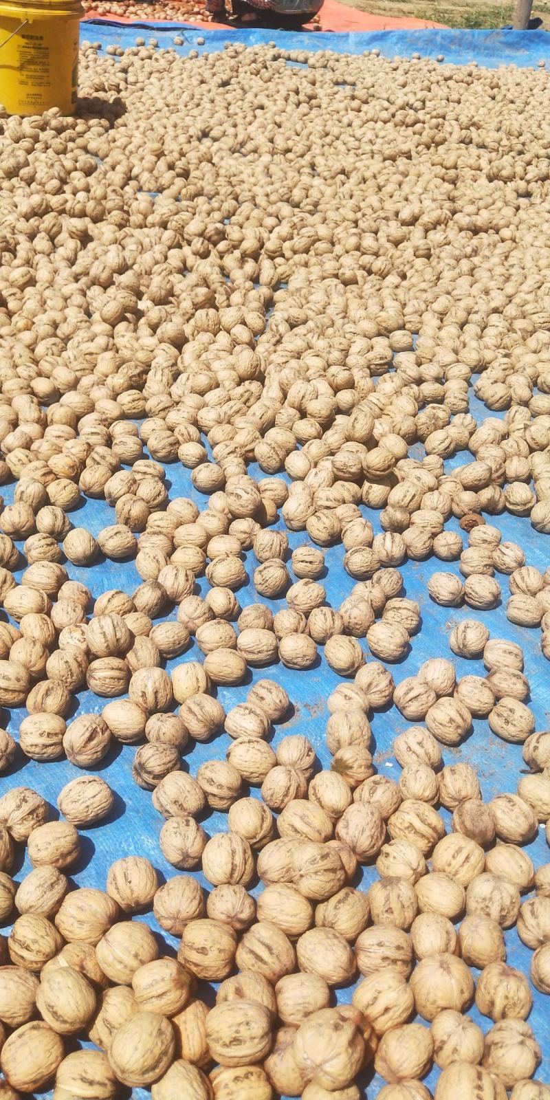 去皮鲜核桃，电商供应产地直发。支持各大平台。