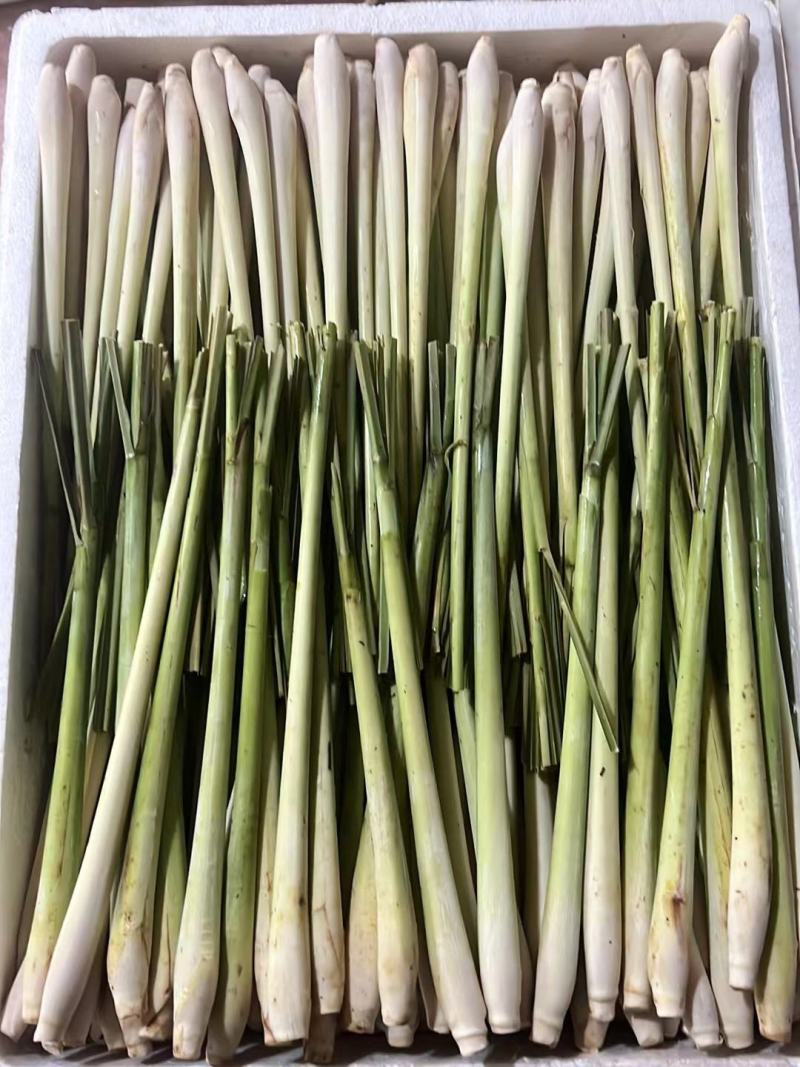 西双版纳香茅草，可随时采摘，量大从优，供应全国市场