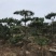 黑松造型8-10公分、大师现场造型、十分优美！