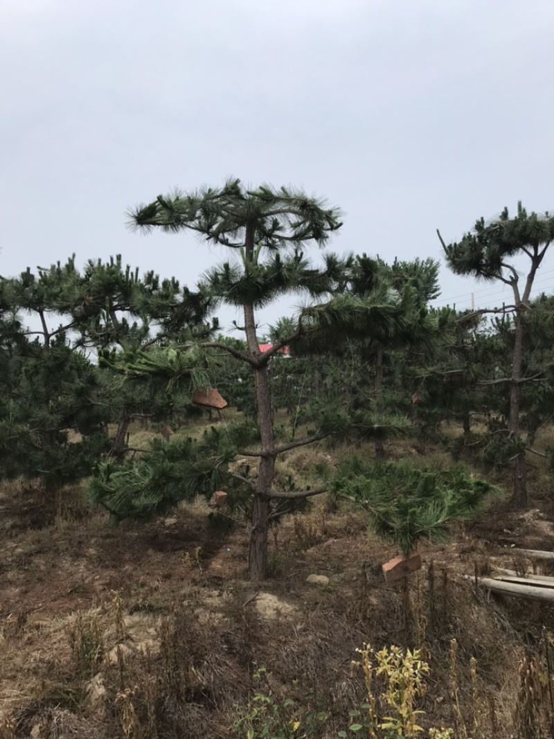 黑松造型8-10公分、大师现场造型、十分优美！