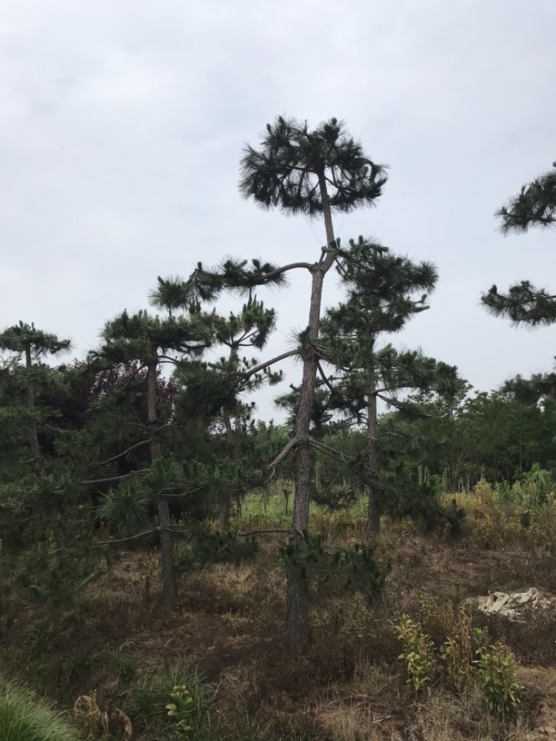 黑松造型8-10公分、大师现场造型、十分优美！