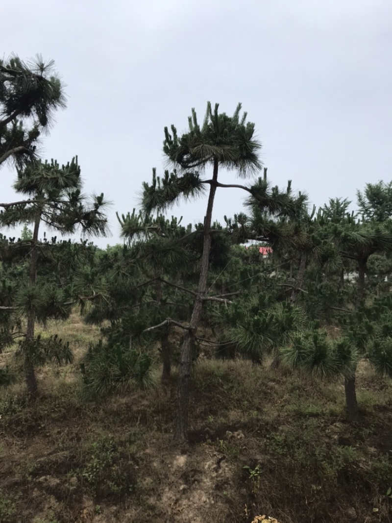 黑松造型8-10公分、大师现场造型、十分优美！